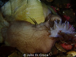 White lined dirona and Lewis moonsnail taken in Puget Sound by John Di Croce 